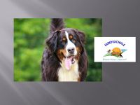 "Braver Hund - was tun!"