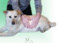Paricura - TCM, Lasertherapie und Ernährungsberatung für Hunde & Katzen
