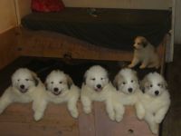 du domaine de Blanche-Neige