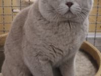 Ch. Talismann vom Blauen Saphir