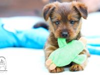 Was ist typisch am Australian Terrier: Drei besondere
