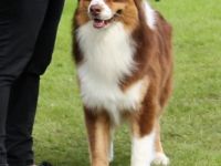 Wellvet's Pumi Australian Shepherd  red tri