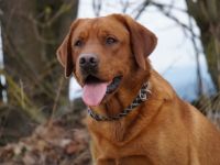 Young Red Love Forrest