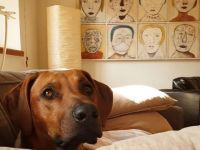 DAYO-Chinedu van Shamakani