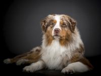 Aartal´s Guardian of Paradise JW VDH BH DNA-VP