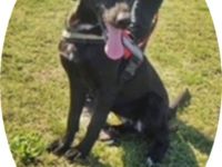 CLEOPÁTRA  - 55 cm - TRÄUMT VOM GROSSEN GLÜCK! ( aus