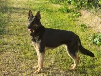 Vom Deutschen Rosenstamm