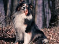 Everlasting Love of Stork Highlands