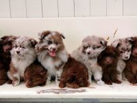 2 Mittelrüdenwelpen braun, 2 Rüdenwelpenlilacmerle Frau