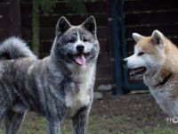 Akita von Matsutochi