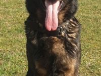 Fred von der Gestütsecke