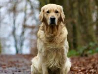 Marquis Tales of Mystery ( Fyn )