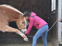 mobile Tierphysiotherapie & Osteopathie Michelle Hoffmann Geestland I Bremerhaven I Cuxhaven