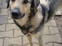 lieber, schüchterner Alvi in NRW in Pflege sucht