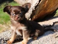 Chihuahuas vom Goldenen Stern