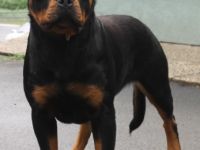 MENTOR VOM ALPENLAND