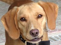 Mozart (Mischling, Rüde)