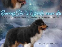 BurningStar`s Legends never die @ Silvermoon GER Australian Shepherd Deckrüde black tri