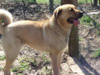 Demona, DEMONA WEIBLICH Rasse: Kangal oder Alabai Mix