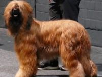 les gentils Roublards