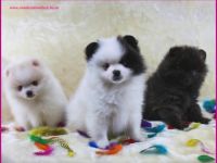 2 Pomeranianhündinwelpen blue-lilacmerle, 1 Hündinwelpe