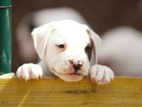 White Stars American Bulldog Zucht