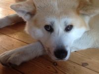 von den Gräbendorfer Wölfen