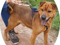 KICSI - 45 cm - SHAR PEI IN NOT!