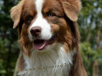 Guardian Angel's First Love DNA-VP