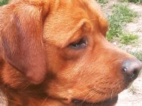 Red Valey of Fire od Himalajskeho Cedru