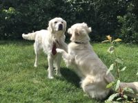 Cupido of Be My Forever