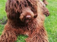 Camillo von Steirabluat