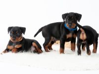Zwergpinscher vom fränkischem Saaletal