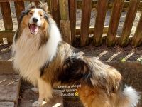 Chayton - Yiska - Navarjo vom American Angel of Golden