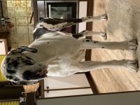 Lee & Lord vun den Schmussidogs