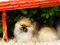 Bis Grünen Hof Elvis