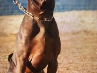 Dudley Duke of China