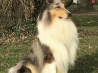 Little Wolf vom Kaltwassertal (Merlin)