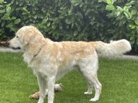 Golden Tibo vom Sulzbacher Scheuerberg