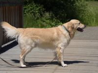 Golden Ocean vom Sulzbacher Scheuerberg