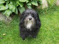 Tweedly Dee's Greatball of Fire