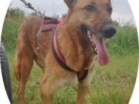 MACI- 50 cm - SUCHT EIN ZUHAUSE! (aus dem Tierschutz /