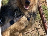 PICI  - 52 cm - sucht liebevolles Zuhause mit Erfahrung