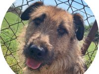 TÜCSI  - 55 cm - sucht Zuhause mit erfahrenen Menschen