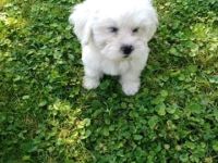 Veseli i razigrani štenci, očiščeni od parazita,