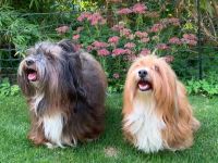 Havaneser del vinedo