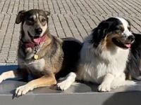 ONLINE Hundetrainer Ausbildung (m/w/d)