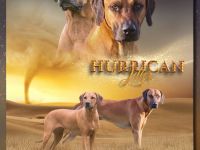 Welpen Rhodesian Ridgeback