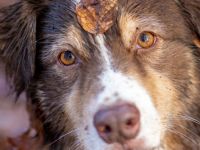 Oceanview Australian Shepherd