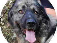 STEFÁNIA - 66 cm - KAUKASE MISCHLING sucht Zuhause mit